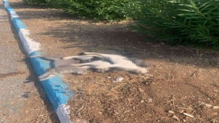 Hatayın Arsuz ilçesinde sokak kedileri zehirlendi