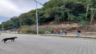 Heyelanda devrilen ağaç park halindeki aracın üzerine düştü