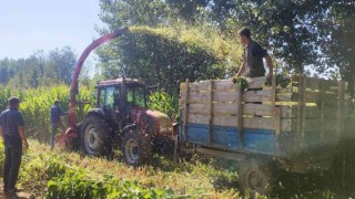 Hisarcıkta 5 bin 650 ton silajlık mısır üretildi