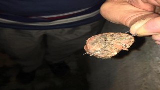 İğneleri sucuklara saplayıp köpeklere yedirmeye çalıştılar