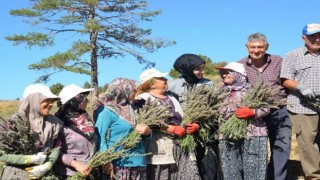 İmece usulü ile ekilen lavantaların hasadı yapıldı