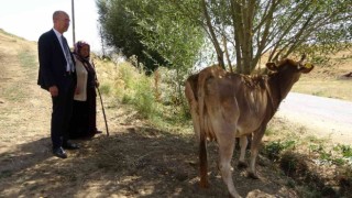 İneği için hüngür hüngür ağlayan anneye Ankaradan sürpriz hediye