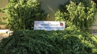 Ispartada tarlada 242 kök kenevir ele geçirildi, 5 kişi yakalandı