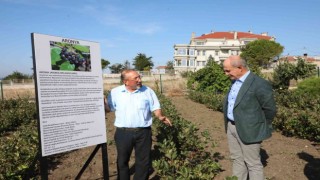 İstanbulda ilk Aronya hasadı Büyükçekmecede gerçekleşti