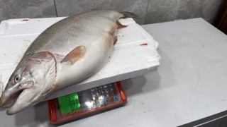 İznik Gölünde 8 kiloluk somon balığı yakalandı
