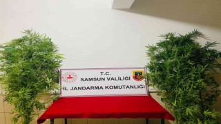 Jandarma 12 kök kenevir ele geçirdi: 1 gözaltı