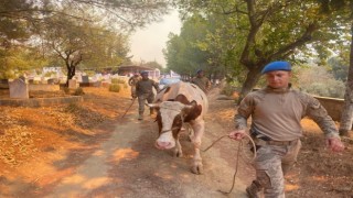 Jandarma ekipleri Mersindeki yangın söndürme çalışmalarına destek veriyor