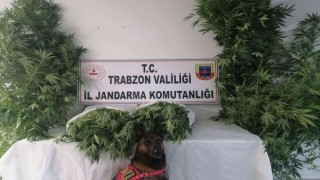 Jandarma narkotik timleri ve JASAT dedektiflerinden ortak operasyon