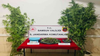 Jandarmadan uyuşturucu operasyonu: 1 gözaltı