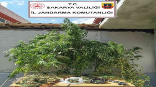 Jandarmadan uyuşturucu operasyonu: 1 gözaltı