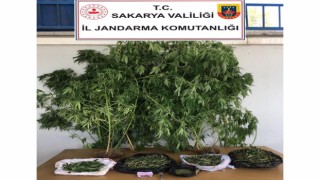 Jandarmadan uyuşturucu operasyonu: 1 gözaltı