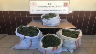 Jandarmadan uyuşturucu operasyonu