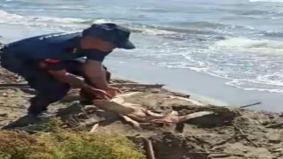 Jandarmanın dikkati deniz kaplumbağasını kurtardı