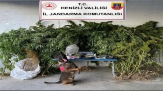 Jandarmanın operasyonunda 2,5 kilo esrar ele geçirildi