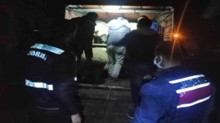 JASATtan koyun hırsızlarına operasyon