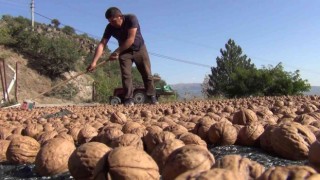 Kabuğuna sığmayan lezzetin hasadı başladı