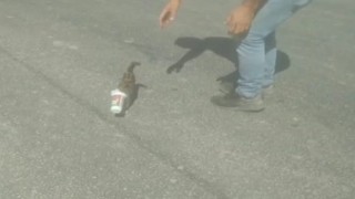 Kafası ayran kutusuna sıkışan yavru kedi böyle kurtarıldı