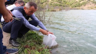 Karabükte 20 bin yavru sazan balık gölle buluştu
