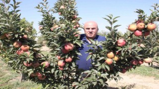 Karamanda dalları elma bastı