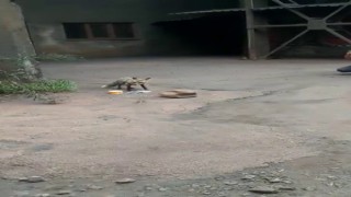 KARDEMİR içerisindeki tilki böyle görüntülendi