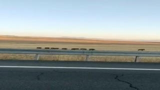 Karsta domuz sürüsü cep telefonuyla görüntülendi