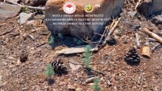 Kavaklıderede yanan alanlarda çalışmalar sürüyor