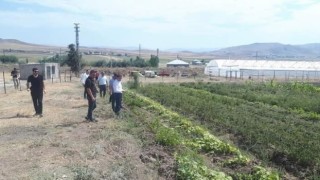 Kaymakam Nasır, yetiştirilen ürünleri inceledi