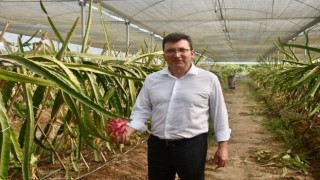 Kaymakam Şahinin son projesi “Efeler Kekik Kokuyor” oldu