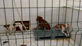 Kedi Evine giren 3 pitbull cinsi köpek 12 kediyi telef etti
