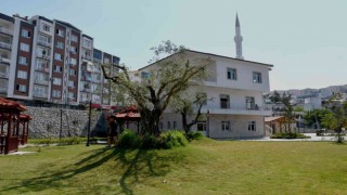 Kesilmekten kurtarılan ağaçlar parklara dikiliyor