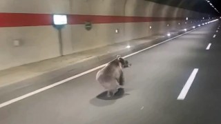 Kestirme olsun diye tüneli kullanan uyanık ayı kameralara yakalandı