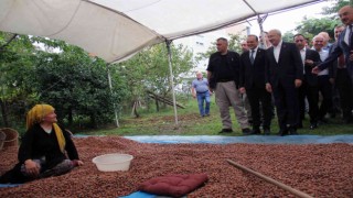 Kılıçdaroğlu, üreticilerle fındık seçti