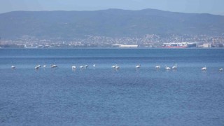 Kış mevsiminin keyfini sürmek için bu yıl da İzmit Körfezine geldiler