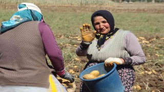 Kışlık patates hasadı başladı