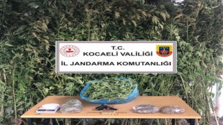 Kocaelide 4 kilo 825 gram esrar ele geçirildi