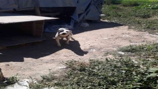 Konyada pitbull besleyen şahsa 14 bin 982 lira ceza
