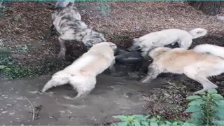 Köpek dövüşünü sosyal medyadan yayınlayan şahsa işlem yapıldı