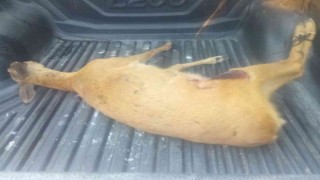 Köpeklerin saldırdığı karacayı vatandaş kurtardı