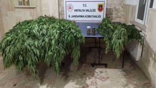 Korkutelinde 30 kök kenevir, 28 kök skunk ele geçirildi