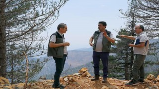 Köyceğizde yanan ormanlarda yaralar sarılıyor