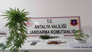 Kumlucada evin çatısında kenevir ele geçirildi
