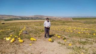 Kuruyemişten kozmetiğe geniş bir kullanım alanına sahip, hasadı başladı