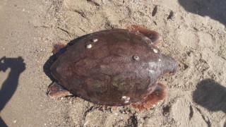 Kuşadası sahilinde ölü caretta caretta bulundu