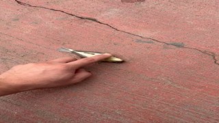 Kuşu kalp masajıyla hayata döndürdü