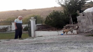 ‘Kuzum diyerek seslendiği tilkiler adeta onun yolunu gözlüyorlar