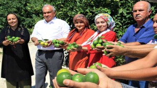 Limonun başkentinde hasat zamanı