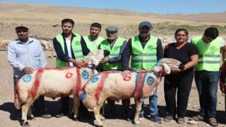 Malatyada koç katım şenliği düzenlendi