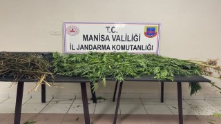 Manisada jandarmadan uyuşturucu operasyonları