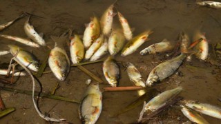 Menderes Nehrindeki balık ölümleri korkutuyor