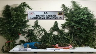 Mersinde yasa dışı kenevir eken 3 şüpheli yakalandı
